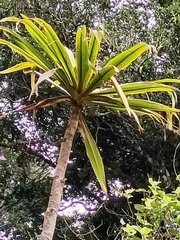 Cordyline indivisa