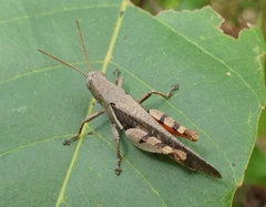 Diabolocatantops pinguis