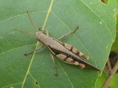 Diabolocatantops pinguis
