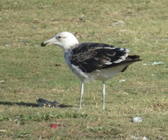 Larus dominicanus vetula
