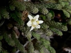 Kelleria villosa villosa