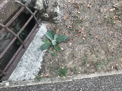 Verbascum pulverulentum