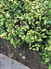 Elaeagnus pungens