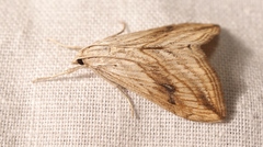 Evergestis forficalis