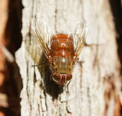 Calliphora ochracea
