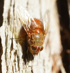 Calliphora ochracea