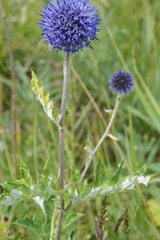Echinops latifolius