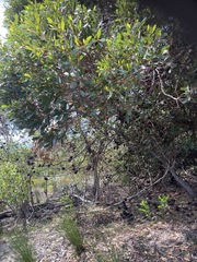 Eucalyptus conferruminata