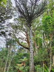 Araucaria araucana