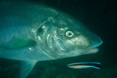Pseudocaranx dentex