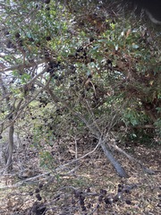 Eucalyptus conferruminata