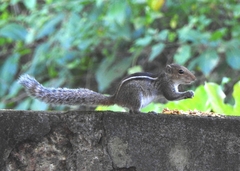 Funambulus tristriatus