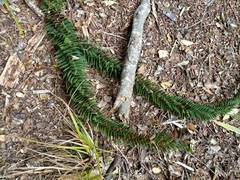 Araucaria araucana