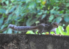 Funambulus tristriatus