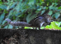 Funambulus tristriatus