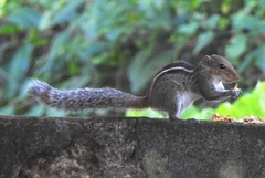 Funambulus tristriatus