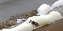 Calidris alba