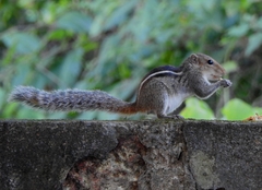 Funambulus tristriatus