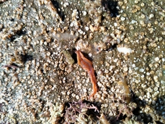 Cestoplana rubrocincta