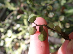 Melicytus micranthus