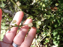 Melicytus micranthus
