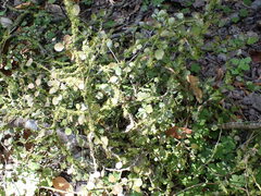 Melicytus micranthus