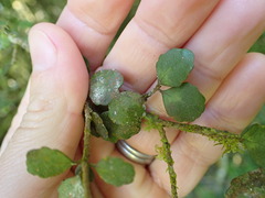 Melicytus micranthus