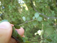 Melicytus micranthus