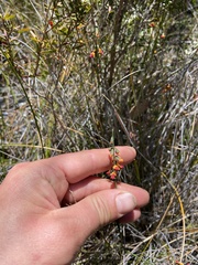 Sphaerolobium vimineum