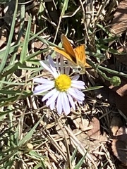 Copaeodes aurantiaca