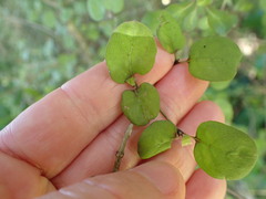 Coprosma rotundifolia
