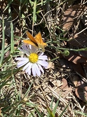Copaeodes aurantiaca