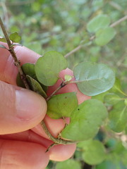 Coprosma rotundifolia