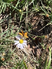 Copaeodes aurantiaca