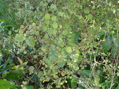 Coprosma rotundifolia