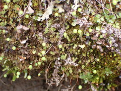 Philonotis scabrifolia