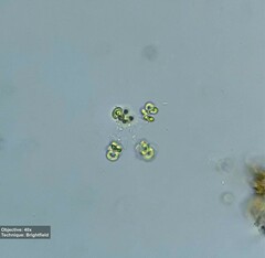 Chlorophyta