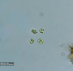 Chlorophyta