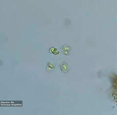 Chlorophyta