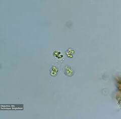 Chlorophyta