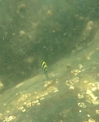 Abudefduf vaigiensis