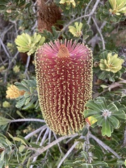 Banksia praemorsa