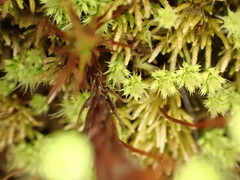 Philonotis scabrifolia