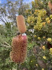 Banksia praemorsa