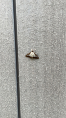 Cydalima