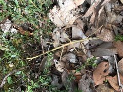 Ctenomorpha marginipennis