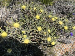 Banksia bella