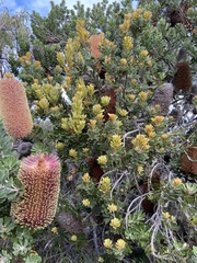 Banksia praemorsa