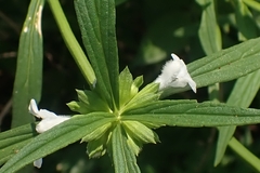 Leucas