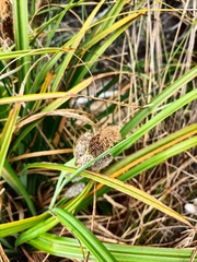 Carex trifida